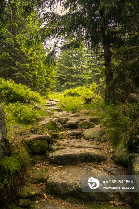 Path cutting through trees in moutain forest