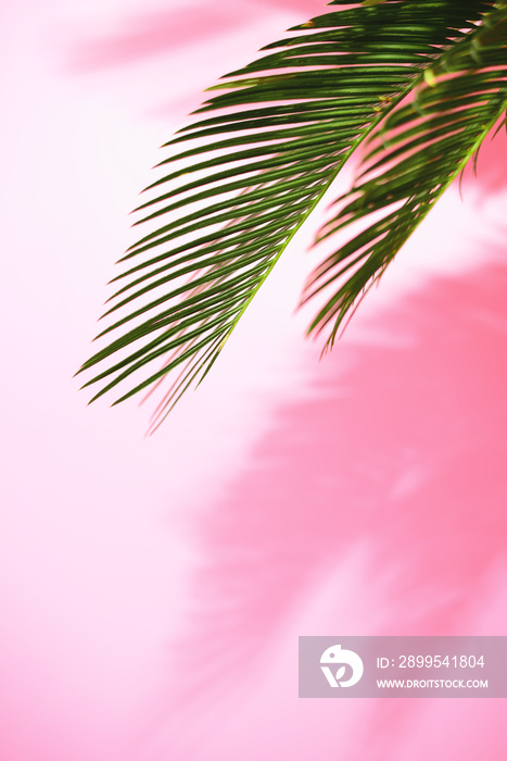 Summer tropical sunny background with palm leaves