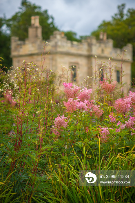 Beautiful Pink Meadowsweet Filipendula Rubra Venusta in the Garden of a Stately Home