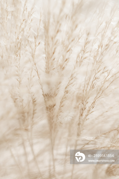 Rustic autumn field