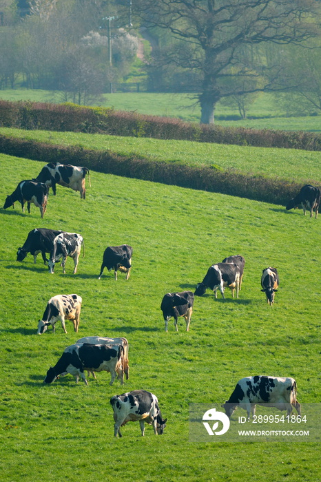 Herd of British Friesian cows grazing on a farmland in East Devon, England