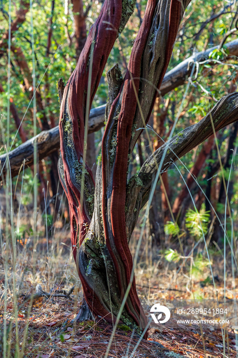 Mossy manzanita