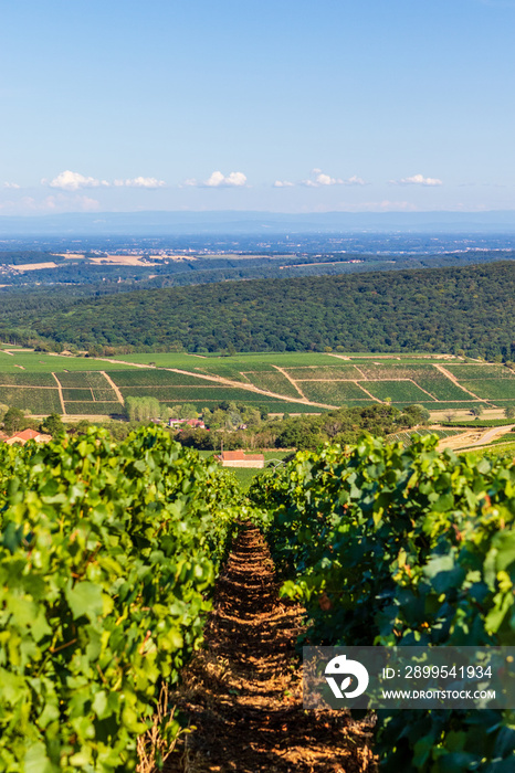 Landscape with vines in the rolling hills near Macon in France, Europe