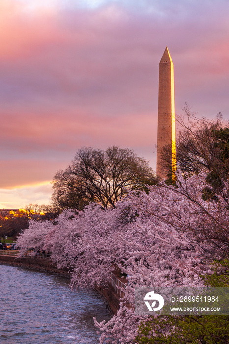 The Washington Monument in the springtime with the Japanese Cherry Blossoms blooming