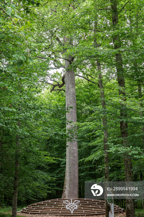 Oak forest at le Tronçais in France.