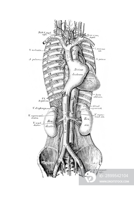 The illustration of course and branching of the abdominal veins and arteries in the old book die Anatomie des Menschen, by C. Heitzmann, 1875, Wien