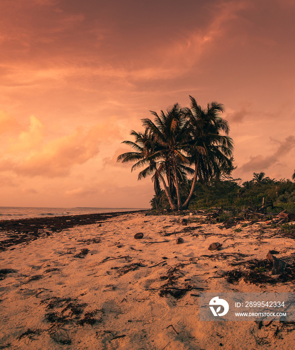 Wild Caribbean beach with seaweed and palm trees at sunset near Tulum on a cloudy morning