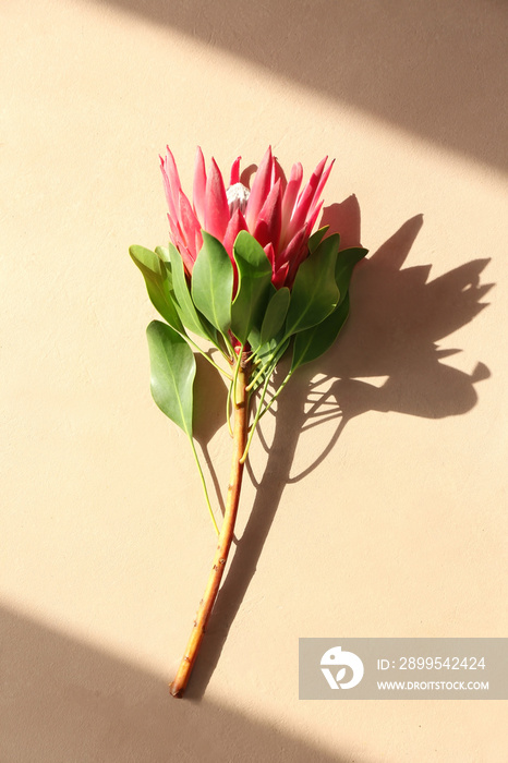 Beautiful protea flower on color background