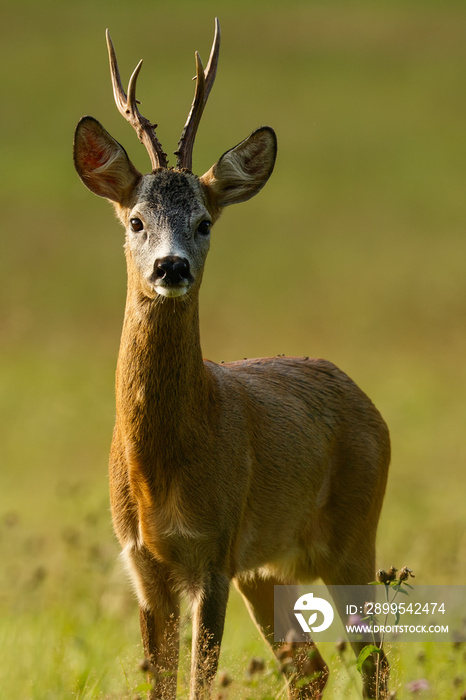 Portrait of roe deer buck abnormal antlers, wildlife, Capreolus capreolus, Slovakia