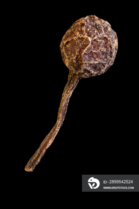 super macro shot of one pea bourbon pepper with a tail from madagascar isolated on black  food background. Voatsiperifery pepper