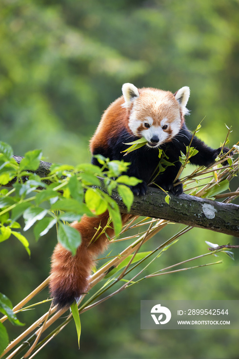 Red panda eating bamboo shoots
