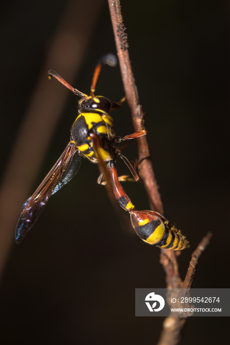 Close up image of yellow paper wasp on a twig