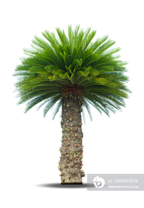 Cycad palm tree isolated on white background use for garden and park decoration.