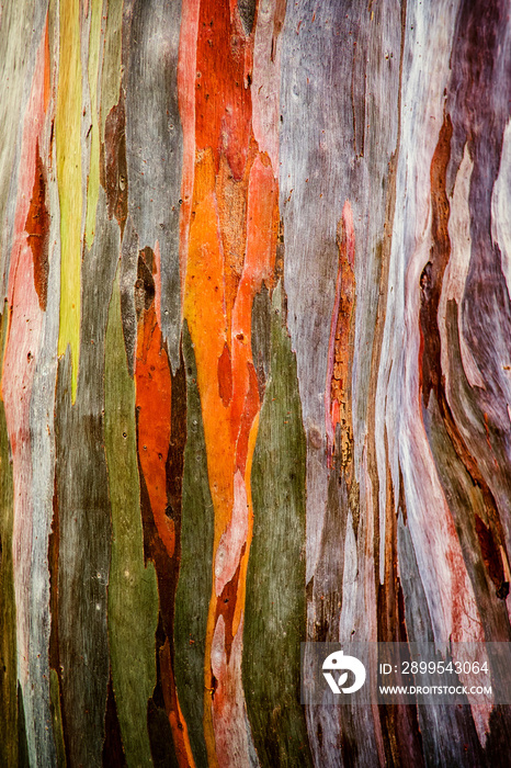 Abstract background pattern of Colorful Old Eucalyptus deglupta tree bark