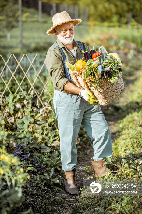 Portrait of a senior well-dressed agronomist with basket full of freshly picked up vegetables on the garden outdoors. Concept of growing organic products and active retirement