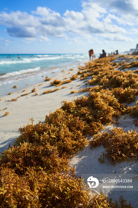 Sargasso accumulated sand in the Caribbean Sea. Social issues.