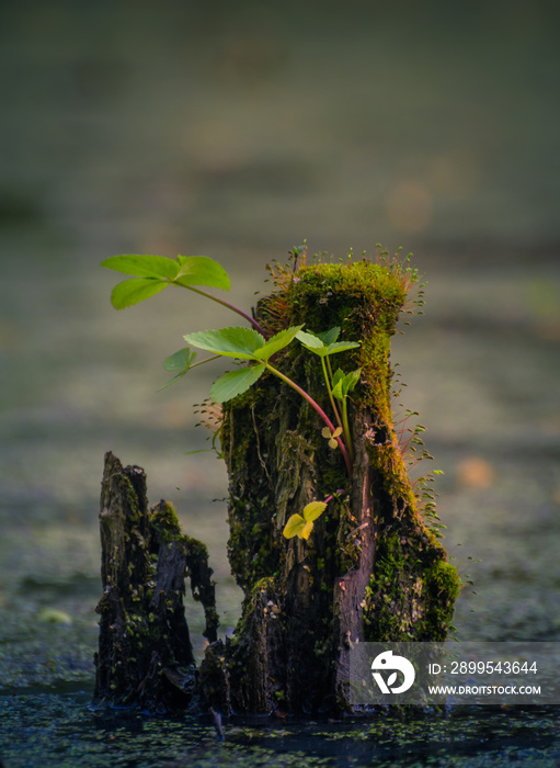 Stump in water