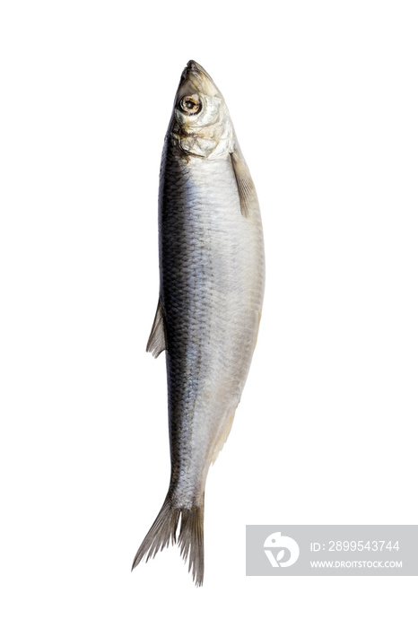 Herring fish isolated on white background. Fresh Herring fish