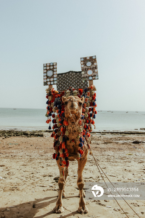 Colorful Camel on the beach in Karachi PAKISTAN