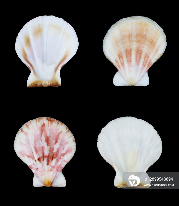 sea scallop shells, isolated black background.