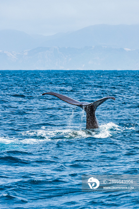 Tail of a Sperm Whale as it’s about to dive,  taken off of the coast of Kaikoura in New Zealand