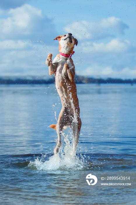 Happy dog jumping up in the water