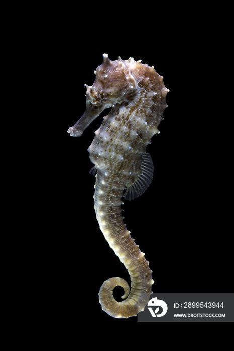 Seahorse on black background