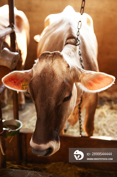 Cow on a chain leash stands on a farm