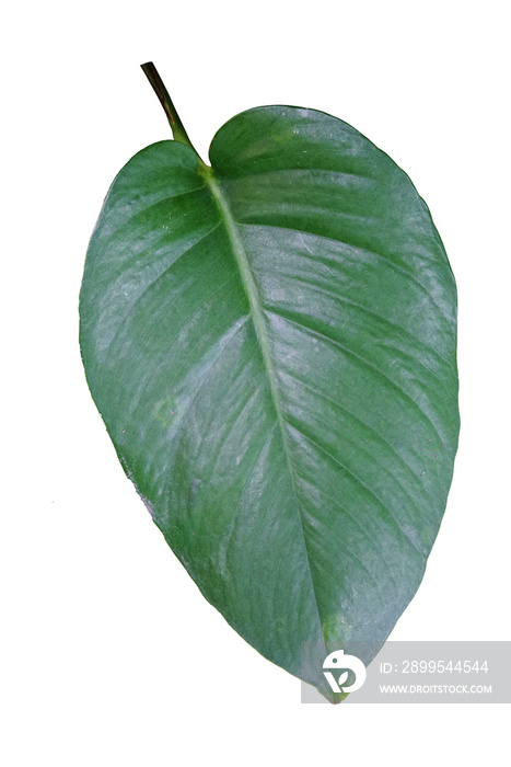 tropical green leaf isolated