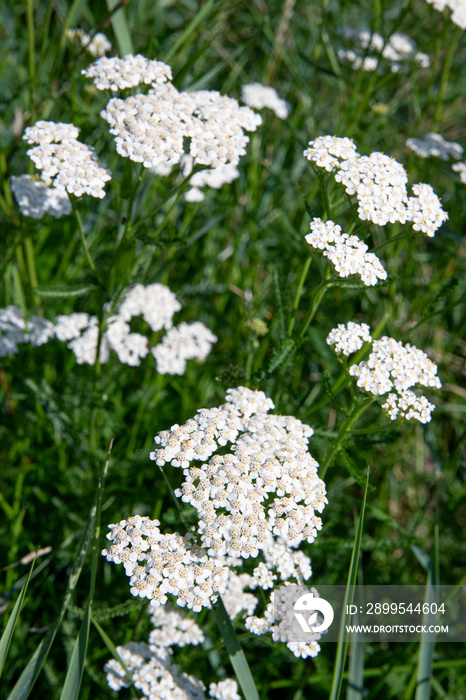 achillea millefolium krwawnik pospolity łąka polana rośliny lecznicze herb plants meadow summer green flower