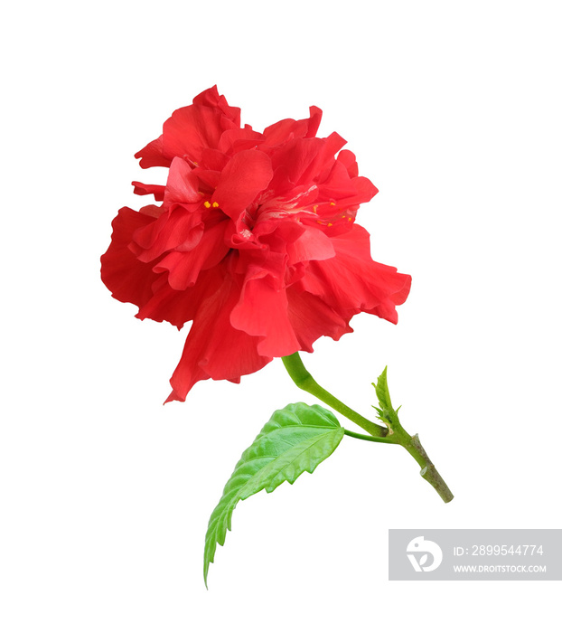 Hibiscus houseplant flower (China rose or Hawaiian hibiscus) isolated on white background