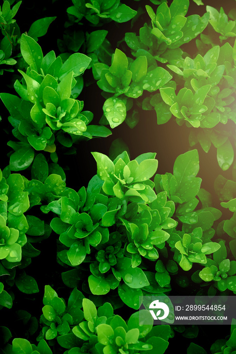 green leaves in the garden