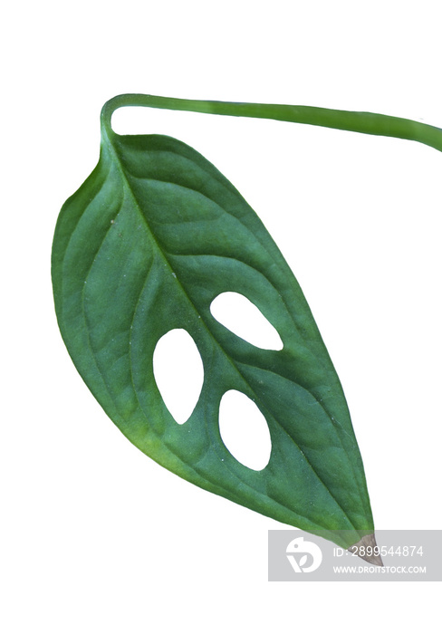 Leaf of the tropical plant Monstera adansonii