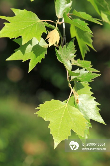Platanus acerifolia branch with green leaves