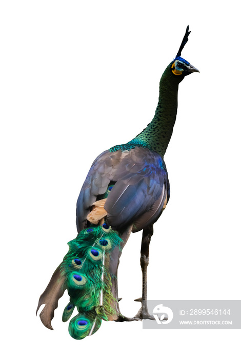 beauty of peacock isolated from back