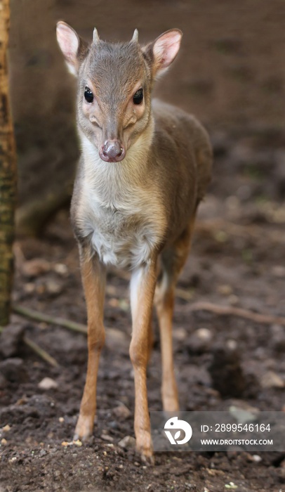 Blue Duiker Antelope in the Forest