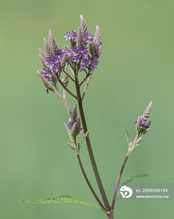 A blue vervain blooms on a green background