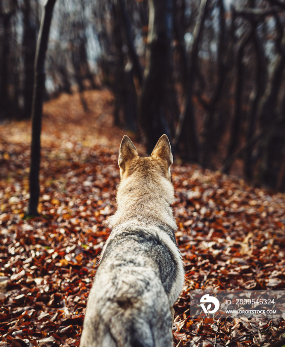 Czechoslovakian wolfdog in beautiful autumn nature. wolfhound.