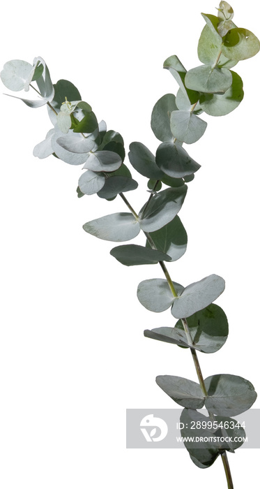 Eucalyptus leaf cutout on transparent background.