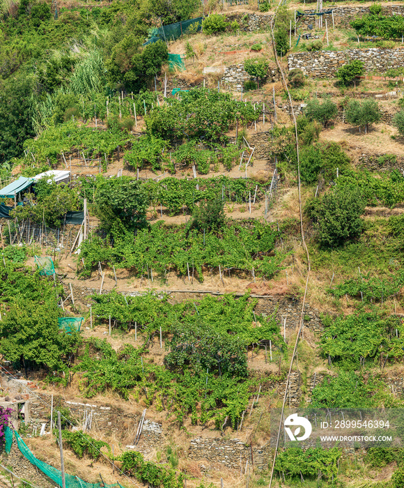 Terraced fields with green vineyards at summer near the famous Vernazza village, Cinque Terre, National park in Liguria, La Spezia province, Italy, Europe. UNESCO world heritage site.