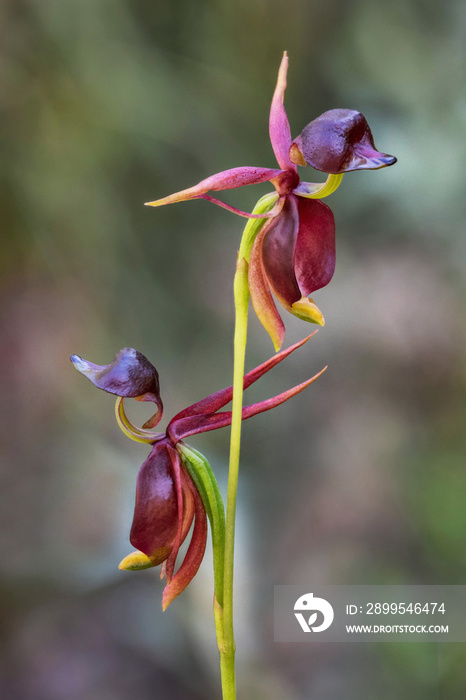 Twin Flying Duck Orchids (Caleana major) - approx 25mm long - NSW, Australia