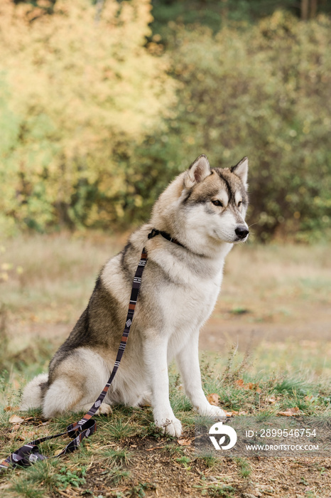 Cute purebred husky dog with handmade collar and leash sitting on forest path