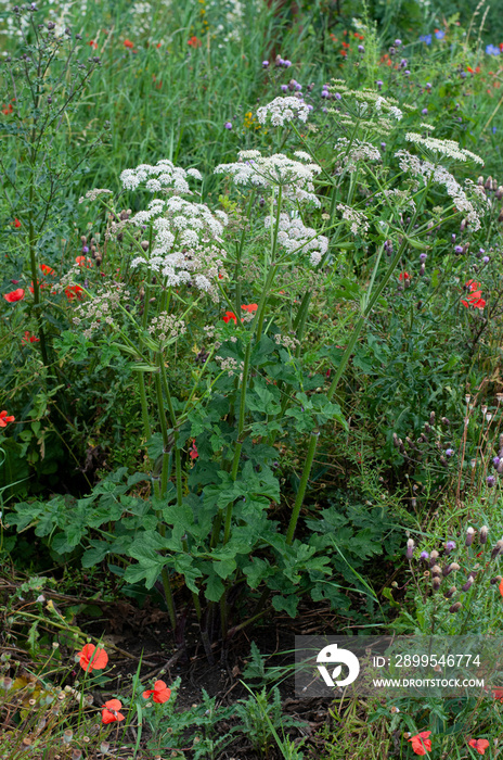 a wild angelica in an uncultivated meadow