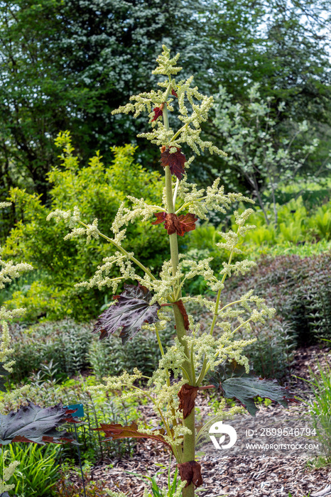 Rheum Palmatum var Tanguticum a late spring summer flowering plant with a dark pink summertime flower, stock photo image