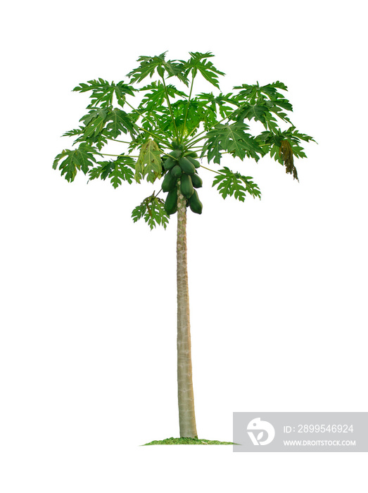 Papaya tree isolated on white background