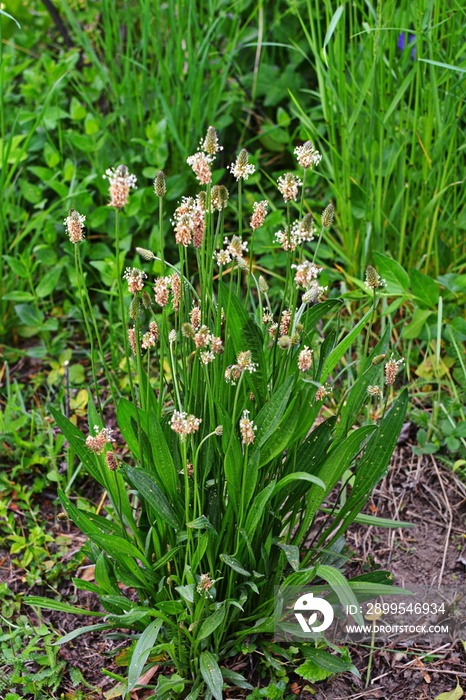 Plantago lanceolata. Ribwort plantain plants, with spike-shaped inflorescences.