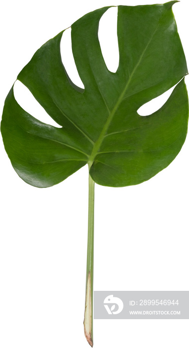 Monstera leaf cutout on transparent background.