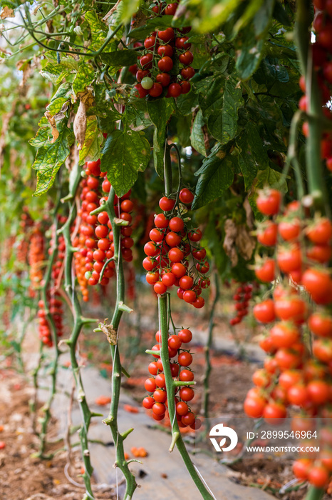 Vegetable garden with plants of red tomatoes cherry on a vine growing on a garden red