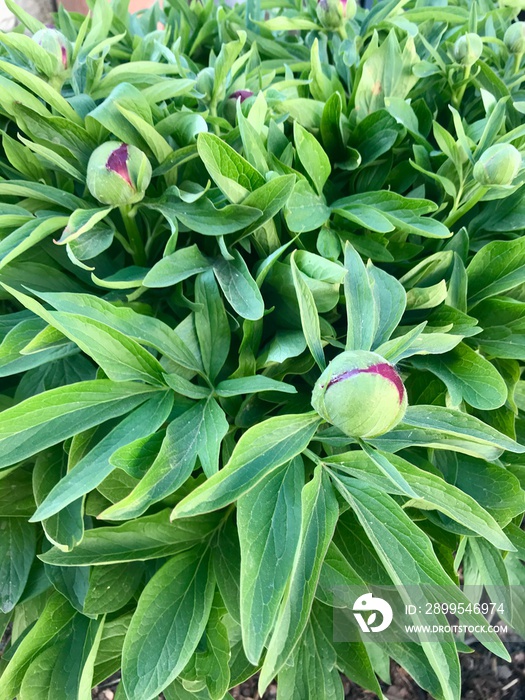 Closeup of the buds of pink perennial peony flowers with their fresh green leaves and stems before their blossoming in late April / Early May in a backyard in Europe