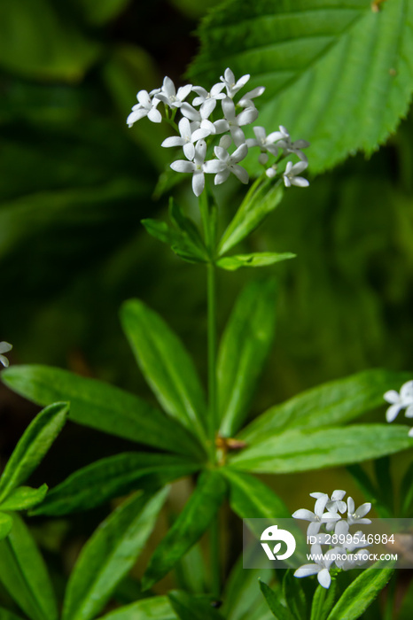 Sweetscented bedstraw, Galium odoratum, flowers in the spring forest. White wildflowers. Close-up